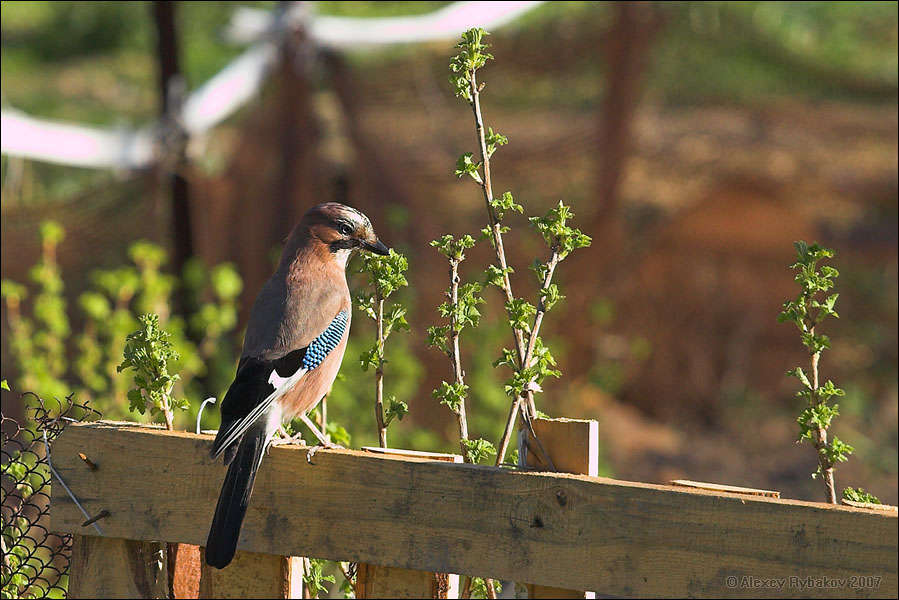 Jay on a fence