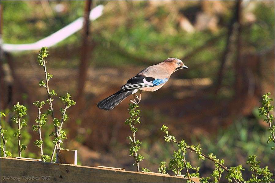 Jumping Jay