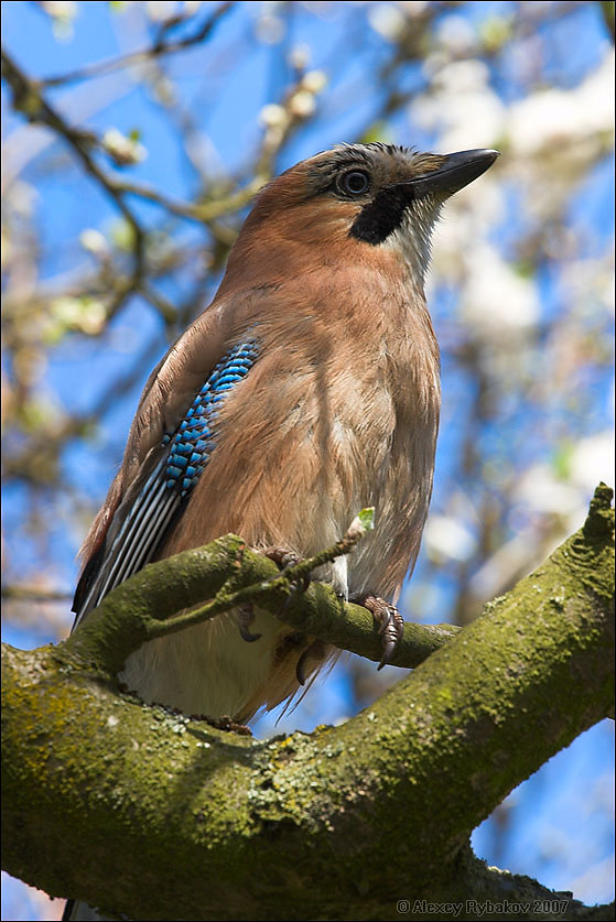 Jay at Spring