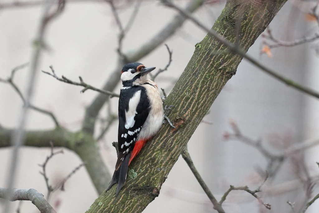 Woodpecker