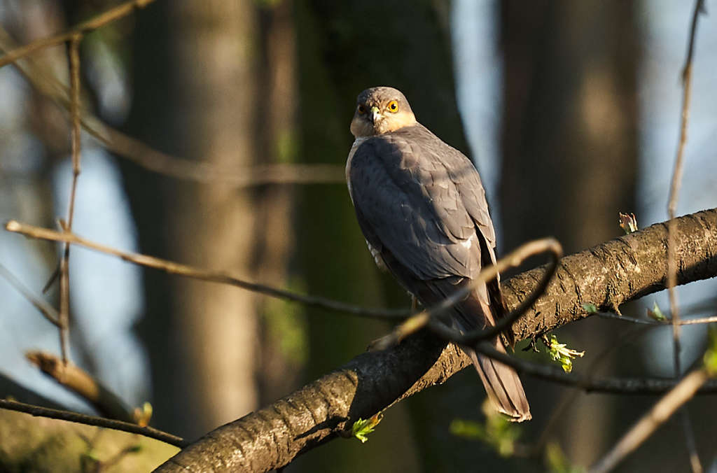 Sparrow Hawk