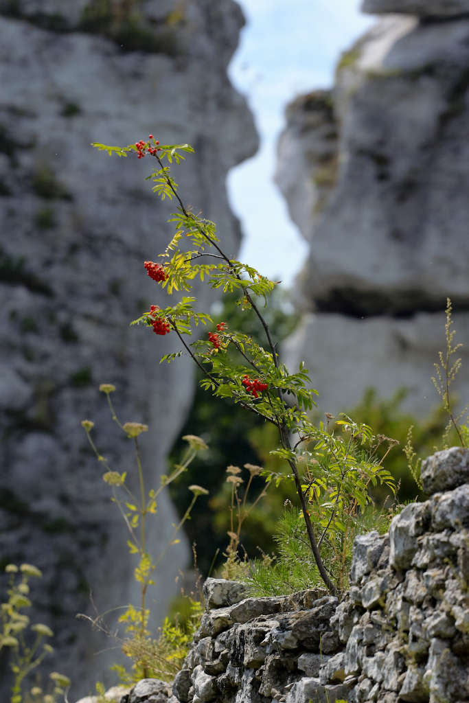 Plants