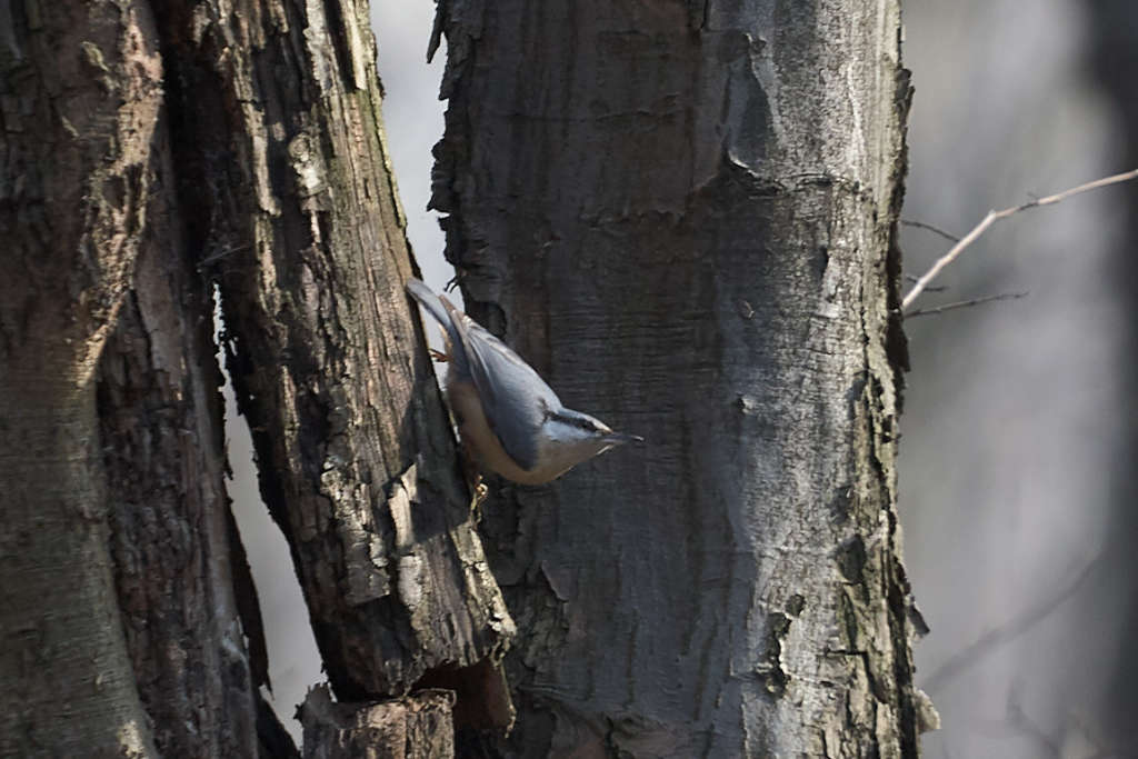 Nuthatch